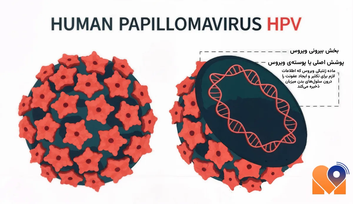 hpv